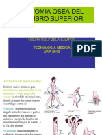 Anatomia Miembro Superior