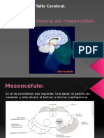 24786760 Anatomia Interna Del Mesencefalo