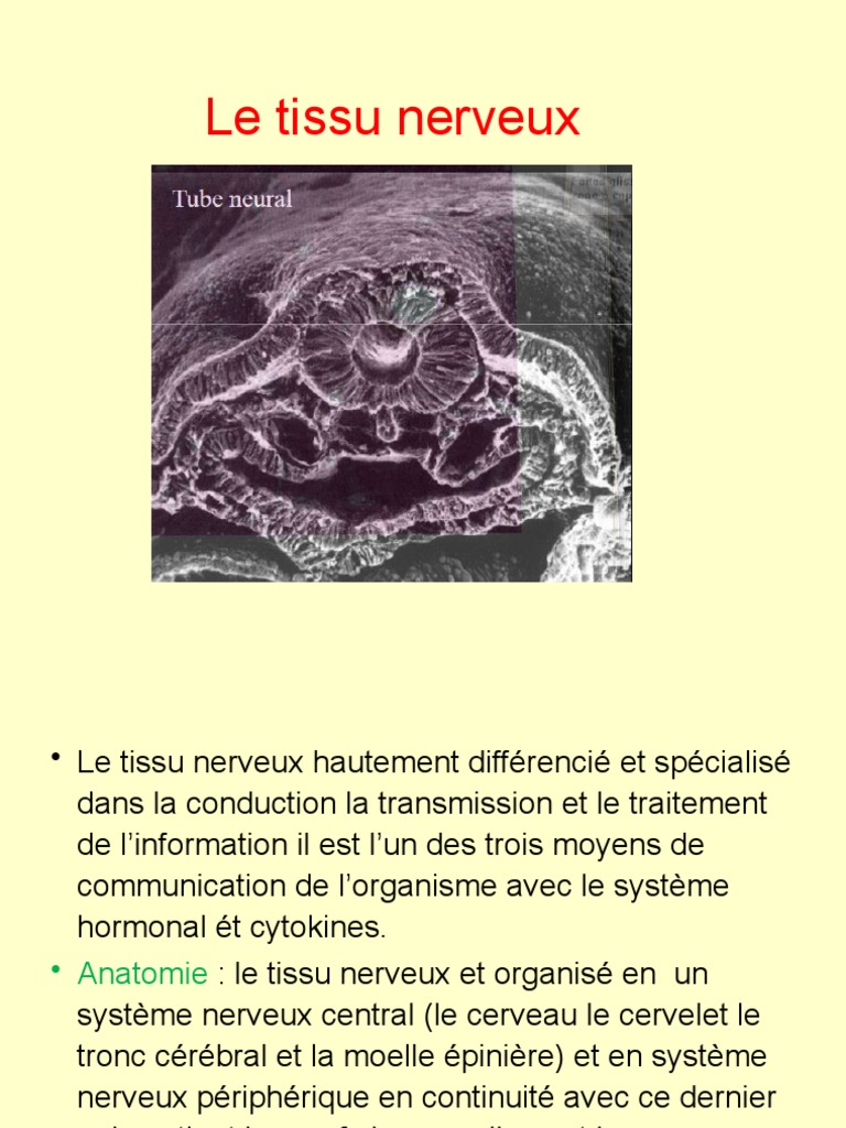 Rôle et structure du tissu nerveux | PDF | Système nerveux | Myéline