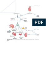 Pathophy Diagram HACVD