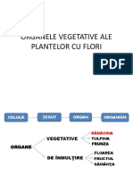 RADACINA-CLASA-A-V-A.pptx