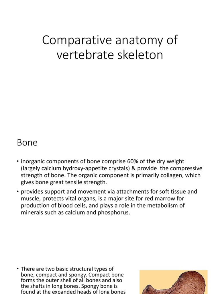 Comparative Anatomy of Vertebrate Skeleton | PDF | Vertebral Column