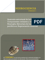 Anatomia Estructural de La Neurona