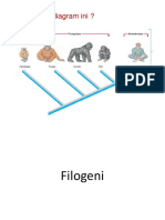 8 Filogeni