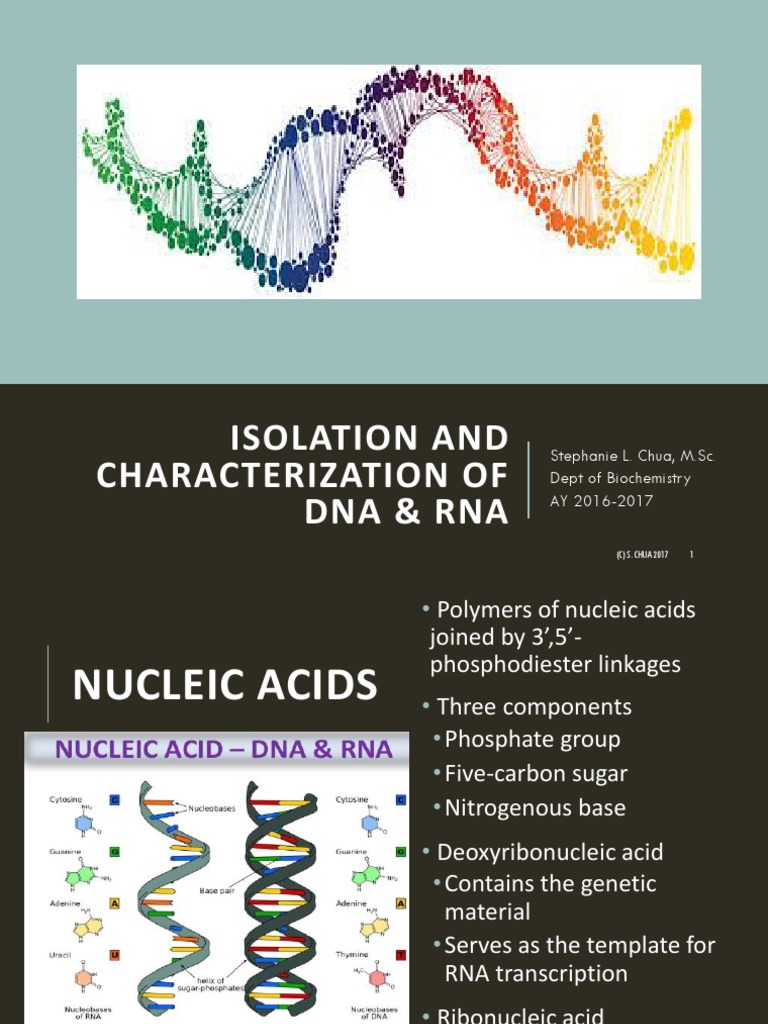 Isolation and Characterization of Nucleic Acids from Onion and Yeast A Comparative Study of DNA