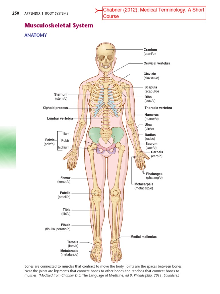Musculoskeletal System Terminology | PDF | Arthritis | Gout