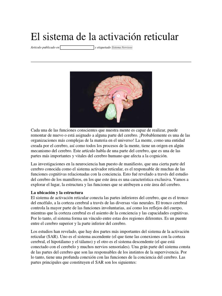 Funciones del Sistema Activador Reticular | PDF | Corteza cerebral ...