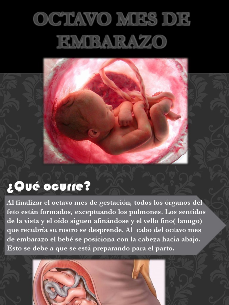 Octavo Mes de Embarazo Feto El embarazo