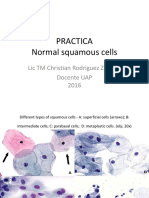 Atlas Normal Squamous Cells