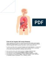 Lista de Los Órganos Del Cuerpo Humano