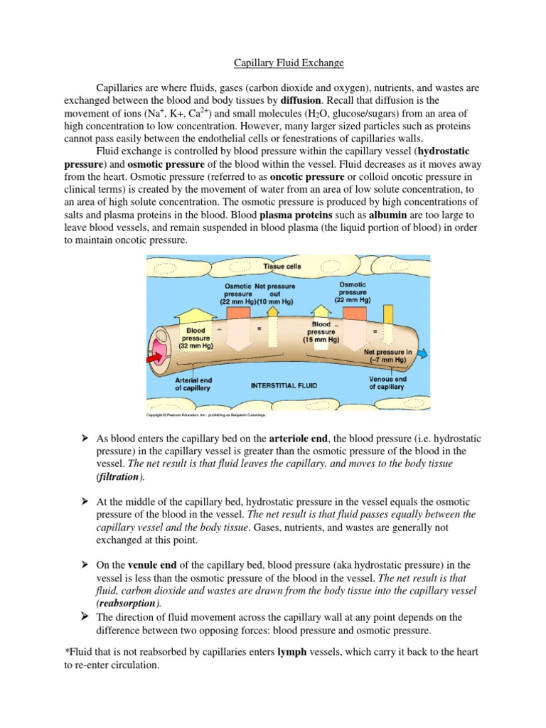Capillary Fluid Exchange Summary Note | PDF