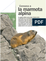 La marmota alpina