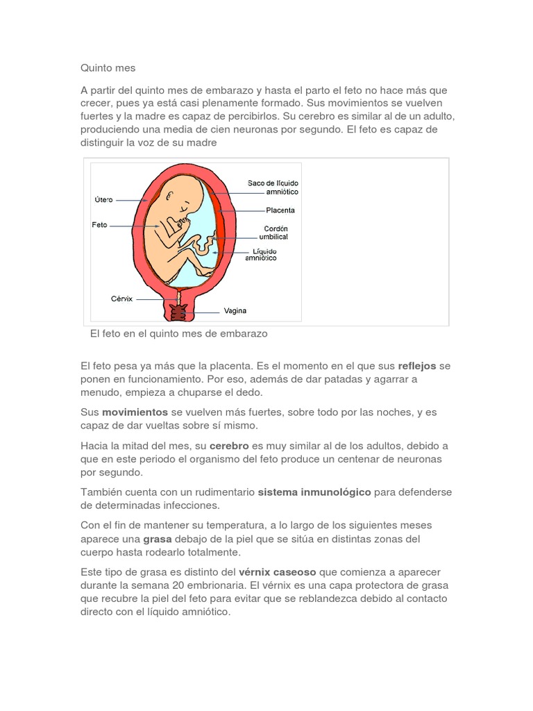 Cómo Calcular Las Semanas Los Meses Y Los Trimestres Del