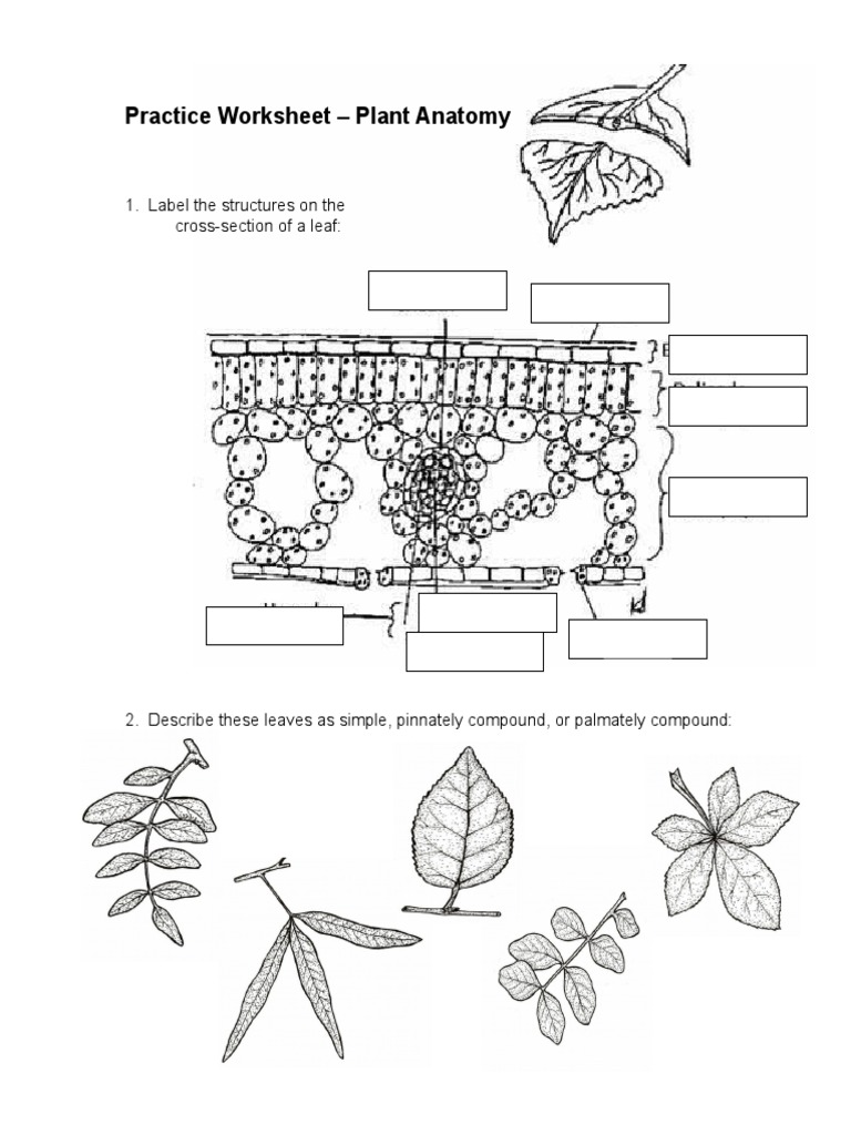 worksheet Plant Anatomy Worksheet plant anatomy petal stem