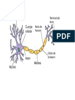 Neuron A