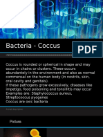 Bacteria - Coccus: Chammaaaaaaaaaaaaaaa