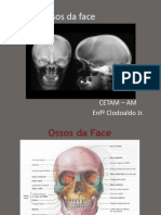 Anatomia Da Face