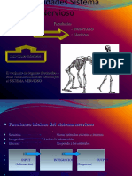 Medula PDF