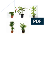 plantas.docx