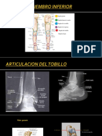 Articulacion Del Tobillo