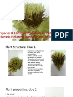 Species & Fertilization Technique: Part of The Banksia Heliantha Family Animal Pollinated