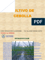 Cultivo de Cebolla