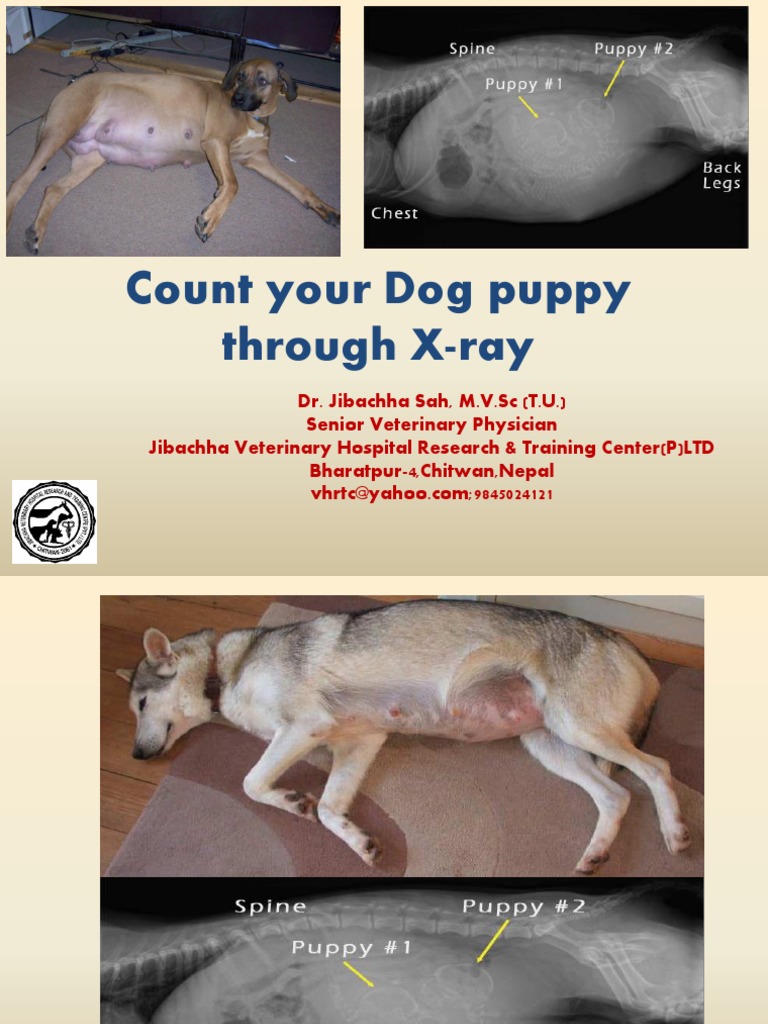 Count your dog puppy through Xray by Jibachha veterinary hospital
