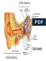 Oído .pdf