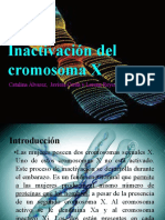 Inactivacion Cromosoma X Las Mejores