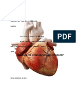 Corazón anatomía fisiología