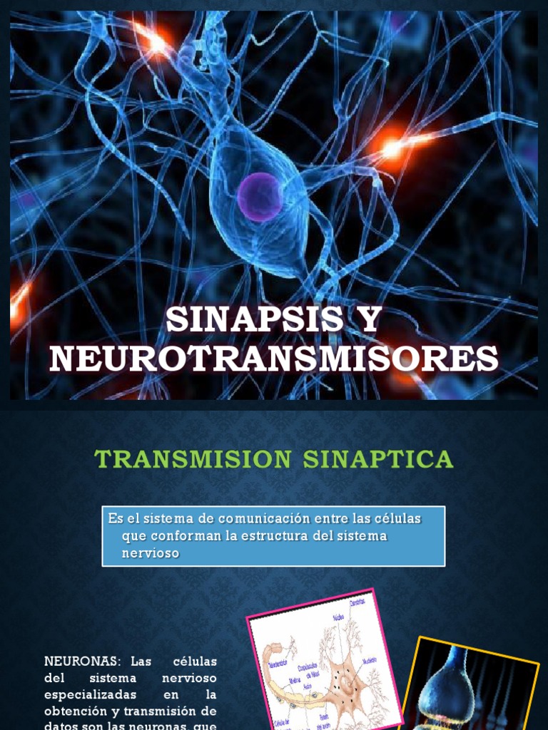 Sinapsis y Neurotransmisores | Sinapsis | Neurona