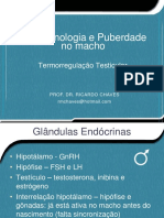 3.endocrinologia e Puberdade No Macho