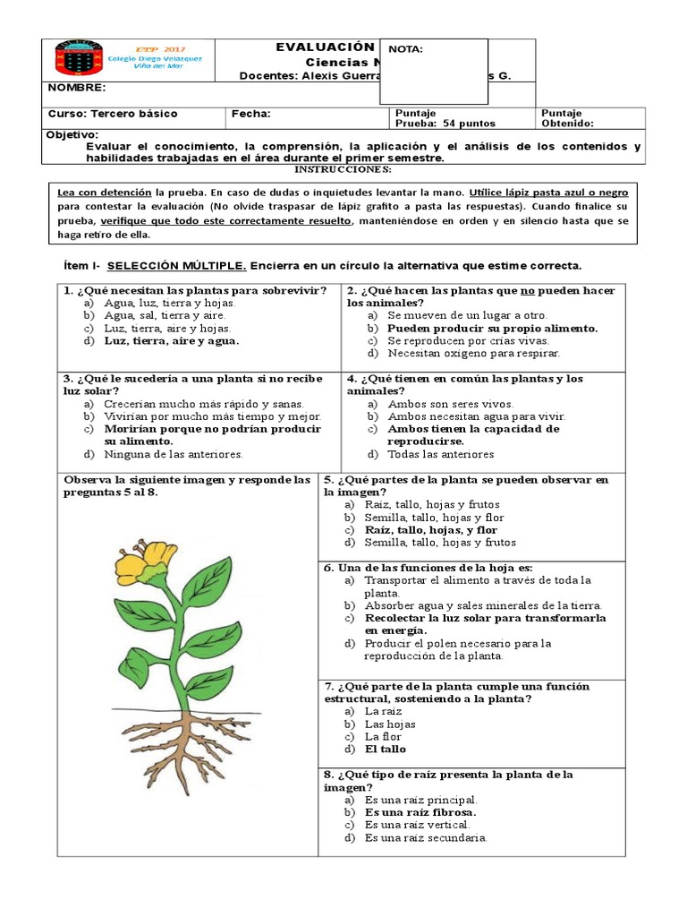 Evaluación De Síntesis Ciencias Naturales 3° Básico Flores Germinación