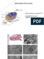 The Endoplasmic Reticulum: - Largest Membrane in A Eukaryotic Cell - Smooth ER Lacks Ribosomes