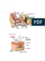 Sentido Del Oído