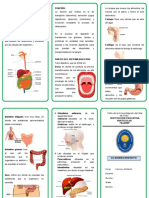 El Sistema Digestivo