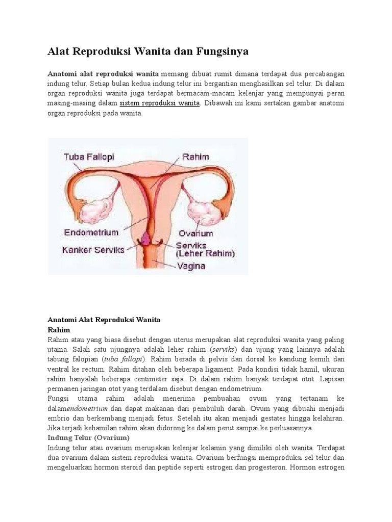 Alat Reproduksi Wanita  Dan Fungsinya