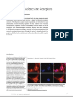 TMP - 10033-The Brains On Adenosine Receptors876861267