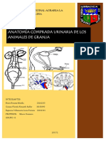 AVANCE 2 Anatomiacomparadaurinariadelosanimalesdegranja MesaVACUNOS GrupoG. 3 (1)