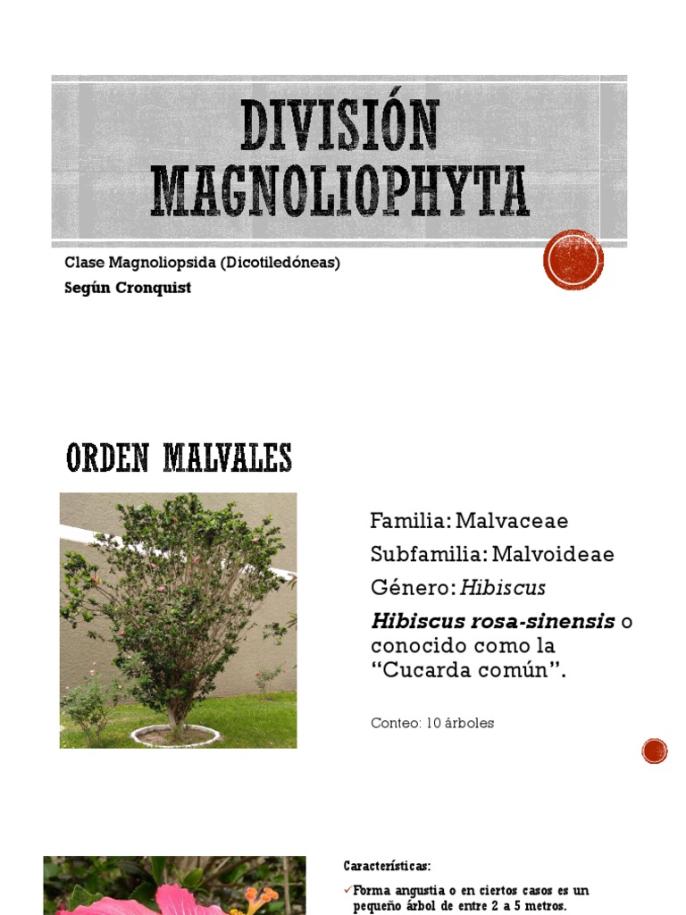 División Magnoliophyta | PDF