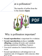 What is pollination and why is it important