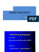 Clase 1 Gametogenesis