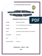 Informe Aparato Reproductor Hembra Vaca y Marrana