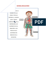 Sistema Circulatorio