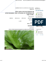 Manual Fotográfico Para Reconocimiento de Enfermedades Más Comunes en Hortalizas de Hoja Verde. - PortalFruticola.com