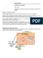 gluclisis y respiracin celular.pdf