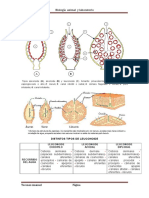 Tipos Asconoide