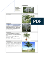 Ficha de Imagens Plantas