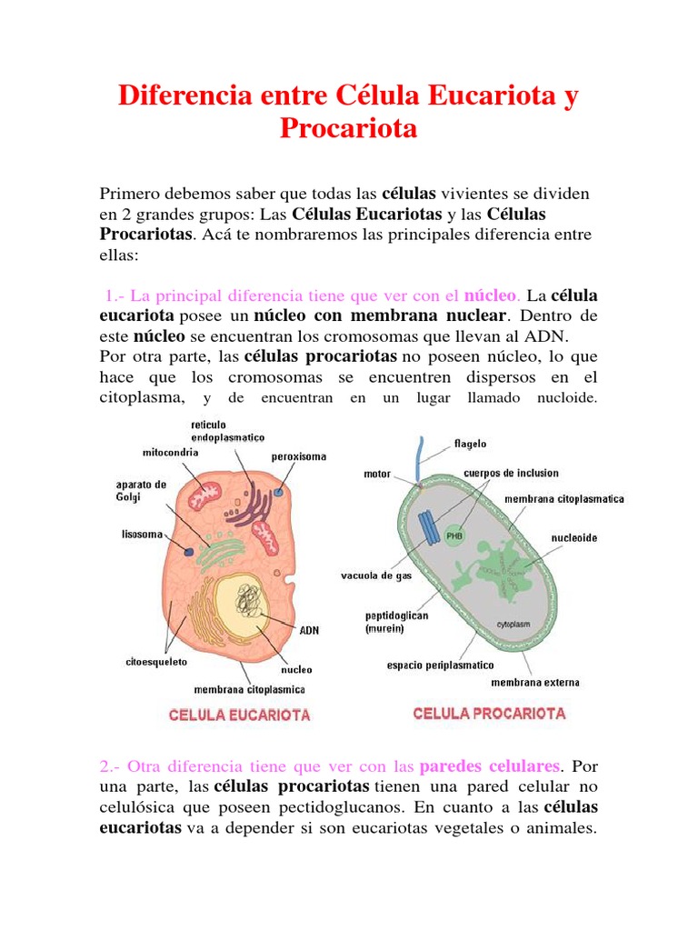 Diferencia Entre Célula Eucariota y Procariota Cell