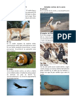 Animales Nativos Del Peru